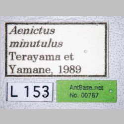 Aenictus minutulus Terayama & Yamane, 1989 label