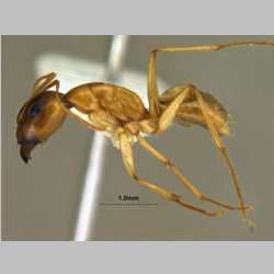 Camponotus turkestanus Andr�, 1882 lateral
