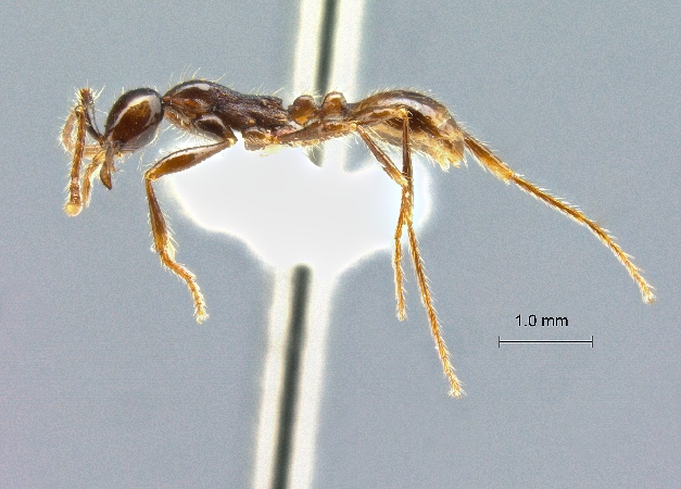 Aenictus siamensis lateral