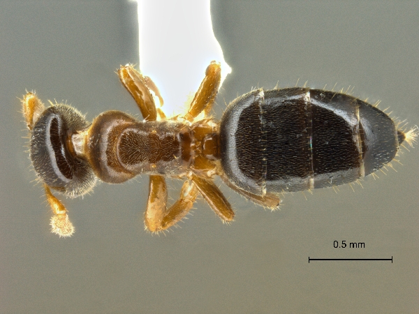 Cladomyrma sirindhornae dorsal