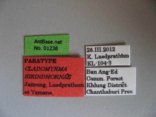 Cladomyrma sirindhornae label