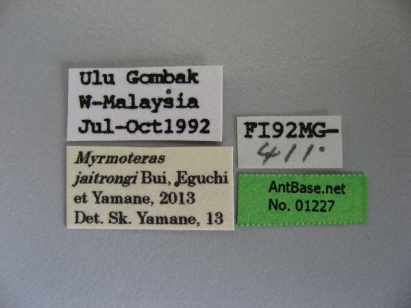 Myrmoteras jaitrongi label