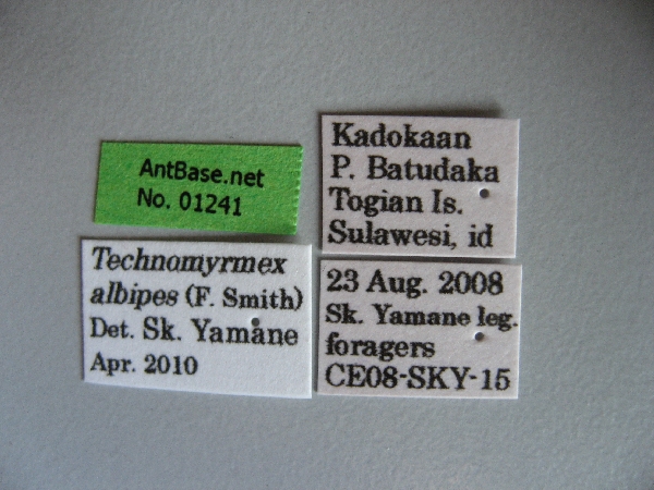 Technomyrmex albipes label