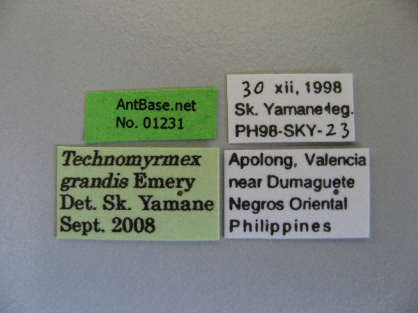Technomyrmex grandis label
