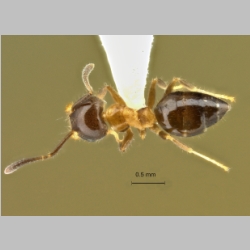 Technomyrmex mandibularis Bolton, 2001 dorsal