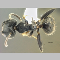 Technomyrmex modiglianii Emery, 1900 dorsal