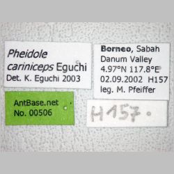 Pheidole cariniceps Eguchi, 2001 label