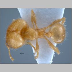 Pheidole elisae major Emery, 1900 dorsal