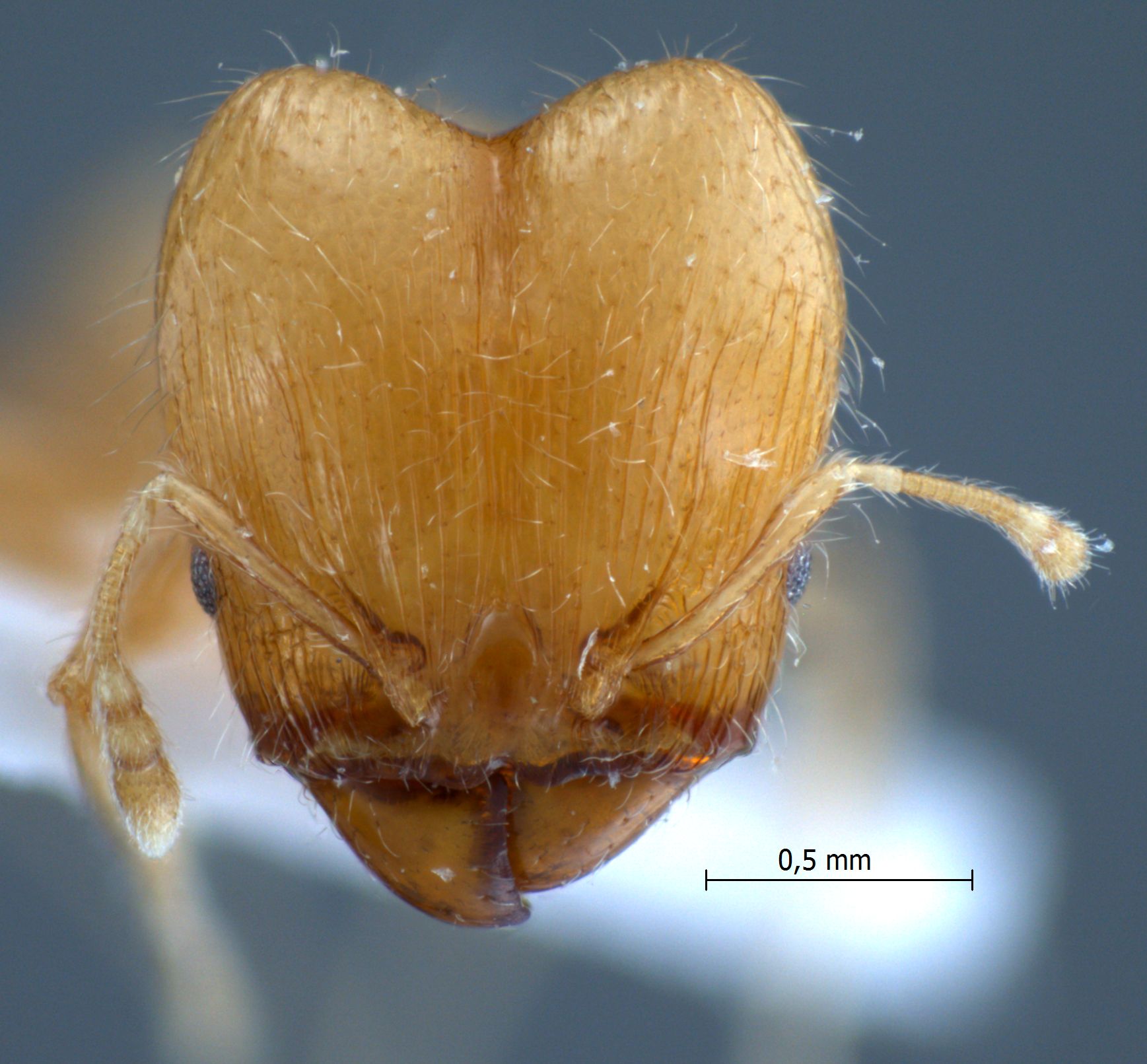 Pheidole elisae major frontal