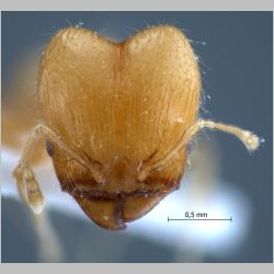 Pheidole elisae major Emery, 1900 frontal