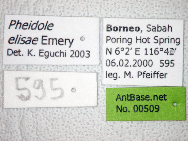 Pheidole elisae major label