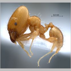 Pheidole elisae major Emery, 1900 lateral