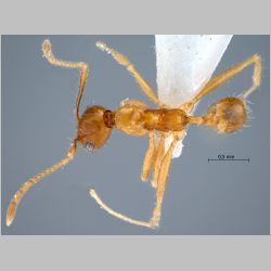 Pheidole lucioccipitalis Eguchi, 2001 dorsal