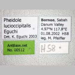Pheidole lucioccipitalis major Eguchi, 2001 label