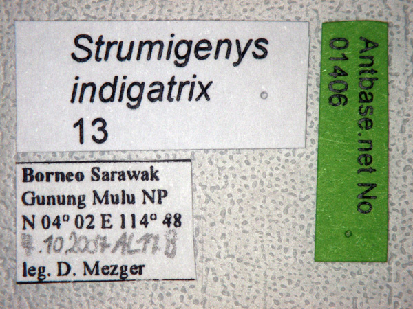 Strumigenys indigatrix label