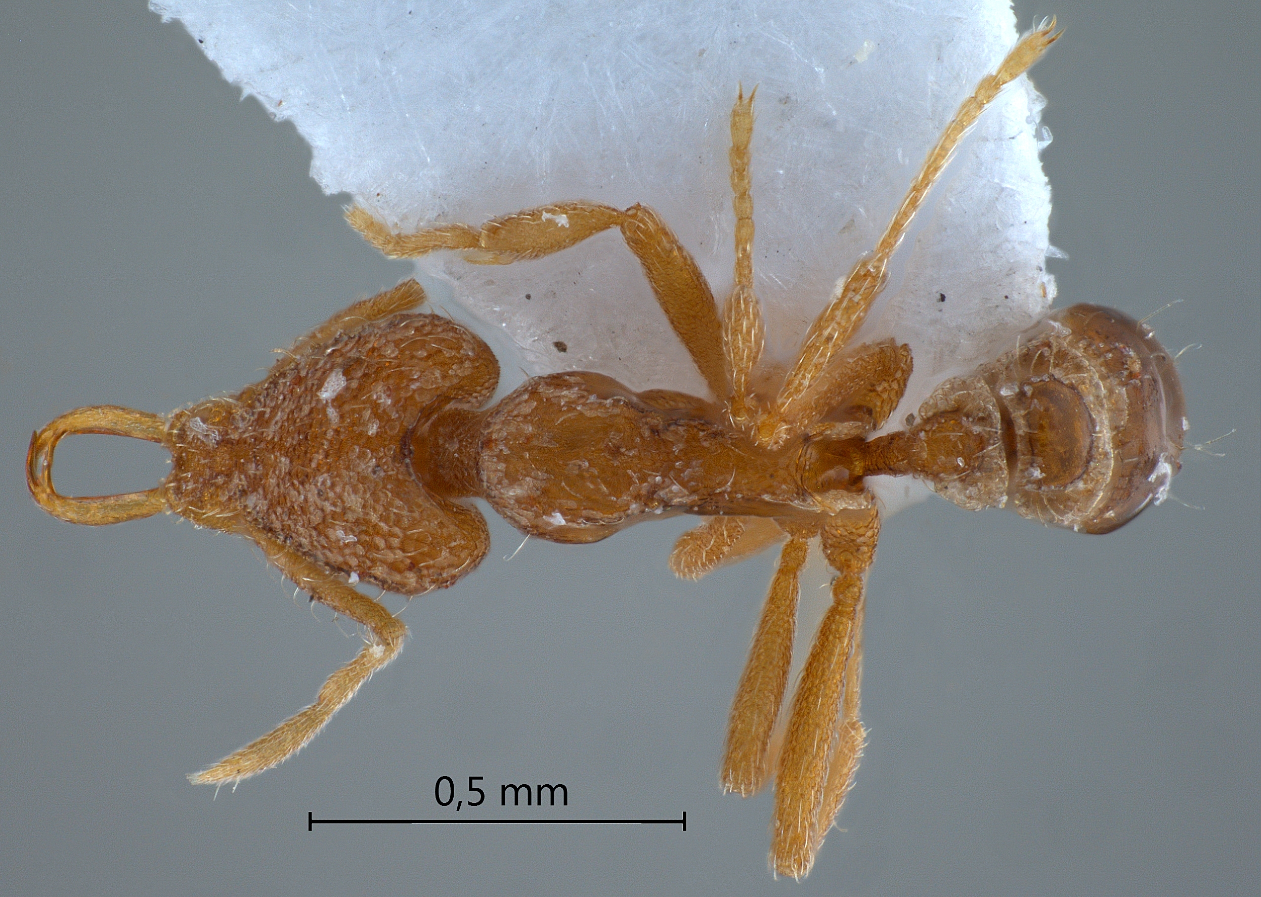 Strumigenys juliae dorsal