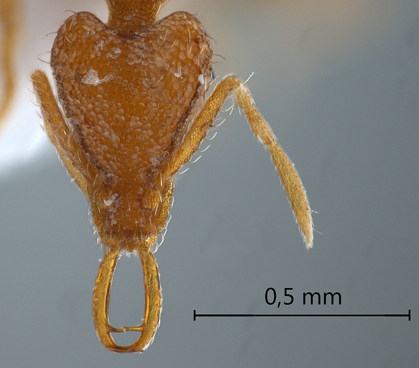 Strumigenys juliae frontal