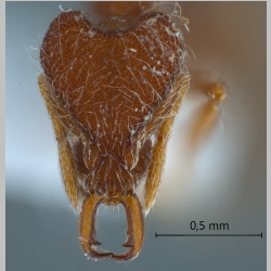 Strumigenys lebratyx Bolton, 2000 frontal