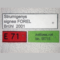 Strumigenys signeae Forel, 1905 label