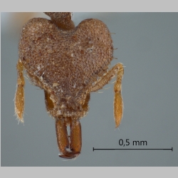 Strumigenys strygax Bolton, 2000 frontal