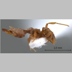 Strumigenys strygax Bolton, 2000 lateral