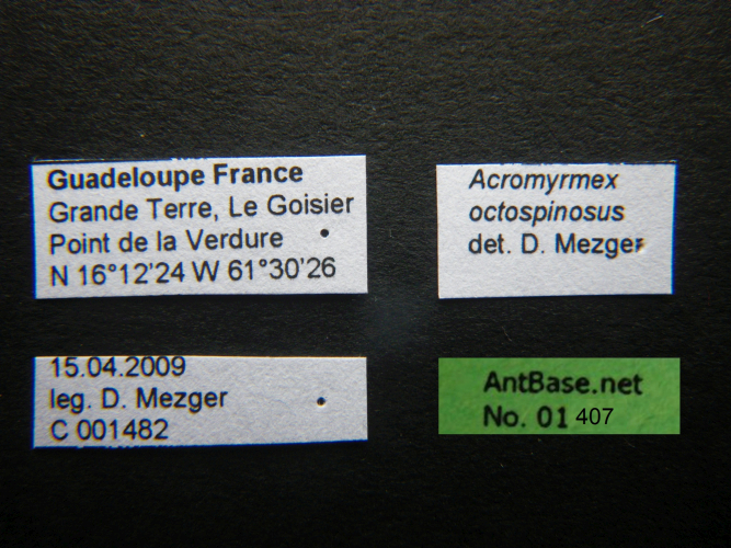 Acromyrmex octospinosus label
