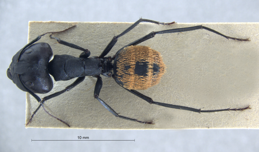 Camponotus fulvopilosus major dorsal