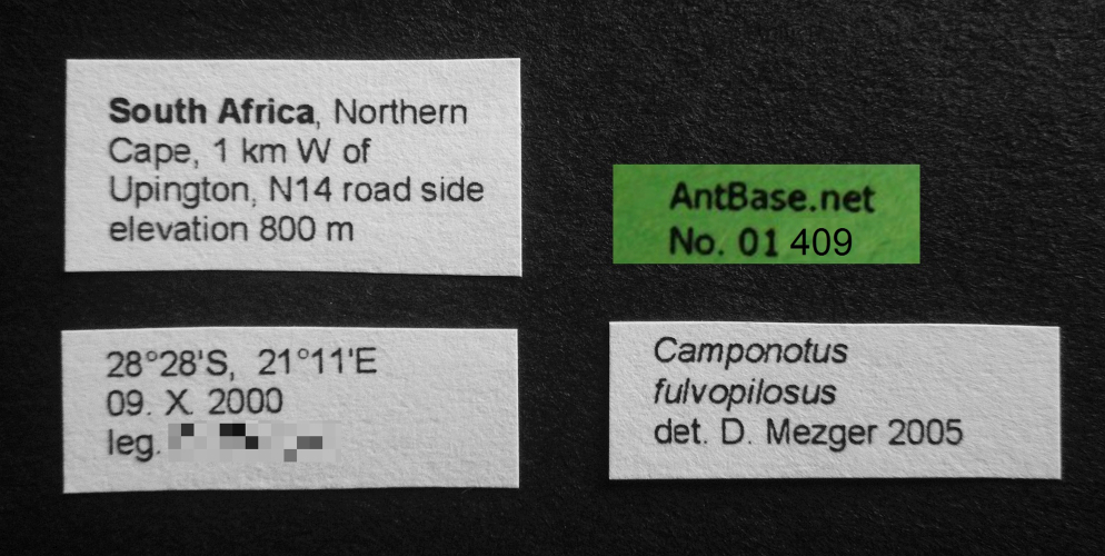 Camponotus fulvopilosus major label