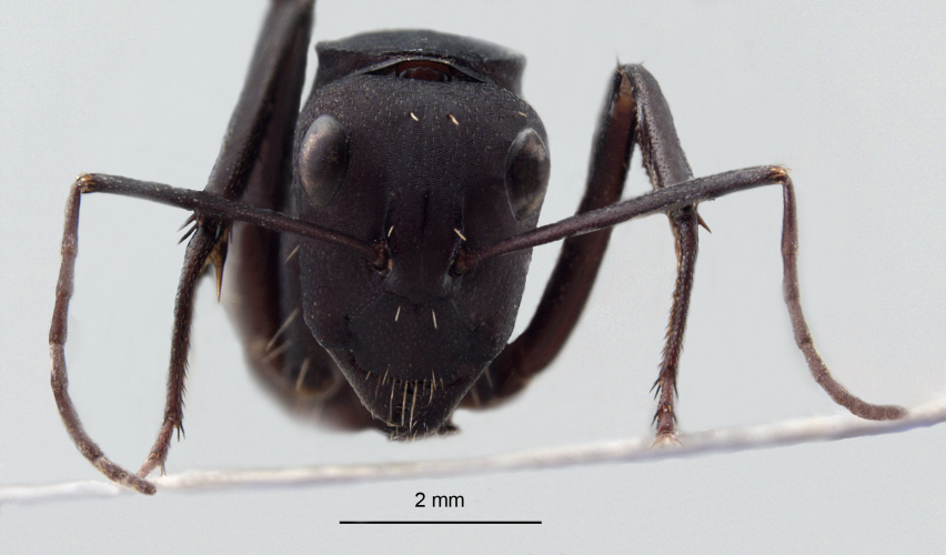 Camponotus fulvopilosus minor frontal