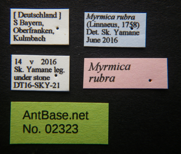 Myrmica rubra label