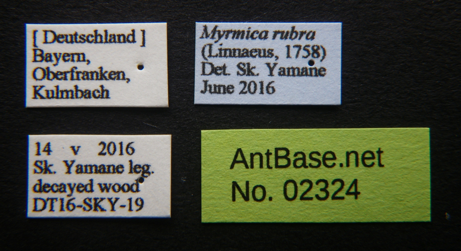Myrmica rubra label