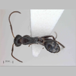 Camponotus cf reticulatus Roger, 1863 dorsal