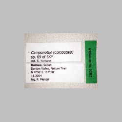 Camponotus (Colobopsis) sp 69 of SKY   label