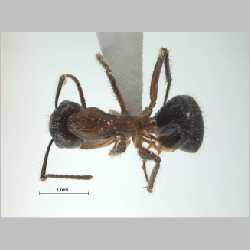 Camponotus (Myrmotarsus) rufifemur Emery, 1900 dorsal