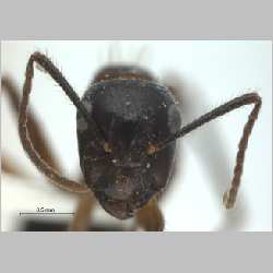 Camponotus (Myrmotarsus) rufifemur Emery, 1900 frontal