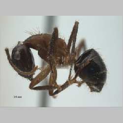 Camponotus (Myrmotarsus) rufifemur Emery, 1900 lateral