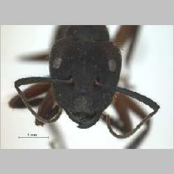 Camponotus (Myrmotarsus) sp 5 of SKY   frontal