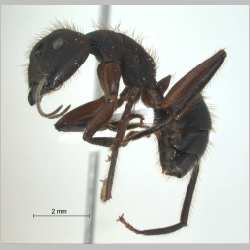 Camponotus (Myrmotarsus) sp 5 of SKY   lateral