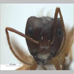 Camponotus (Tanaemyrmex) arrogans Smith, 1858 frontal