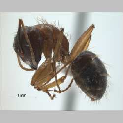 Camponotus (Tanaemyrmex) arrogans Smith, 1858 lateral