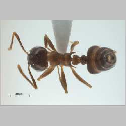 Crematogaster coriaria Mayr, 1872 dorsal