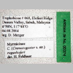 Crematogaster rogenhoferi Mayr, 1879 label