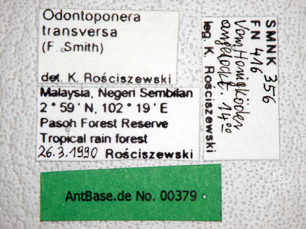 Odontoponera transversa label