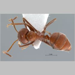 Camponotus saundersi Emery, 1889 dorsal