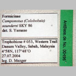 Camponotus saundersi Emery, 1889 label