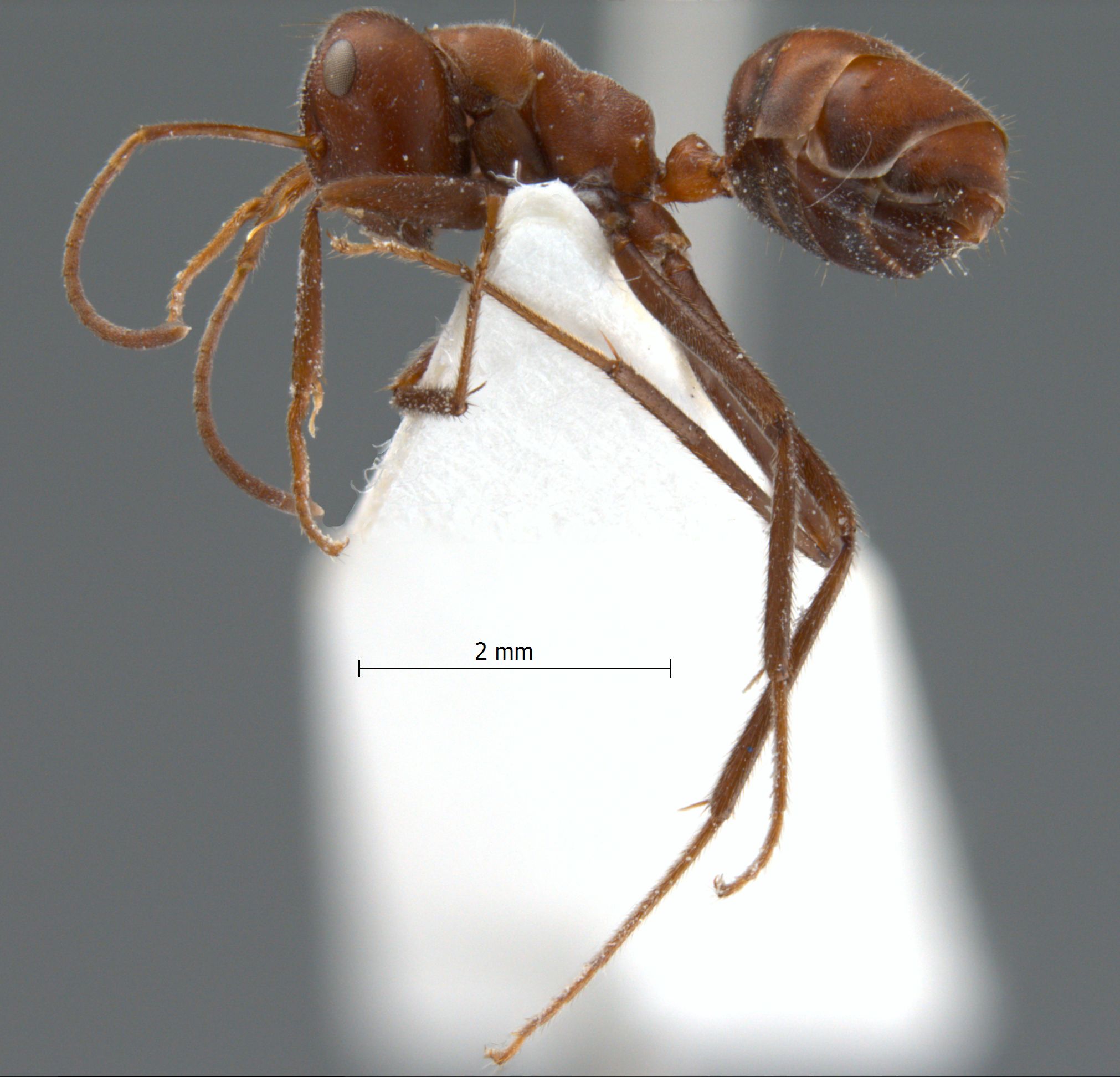 Camponotus saundersi lateral