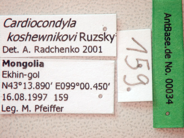 Cardiocondyla koshewnikovi label