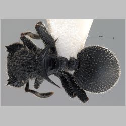 Cataulacus horridus Smith, 1857 dorsal