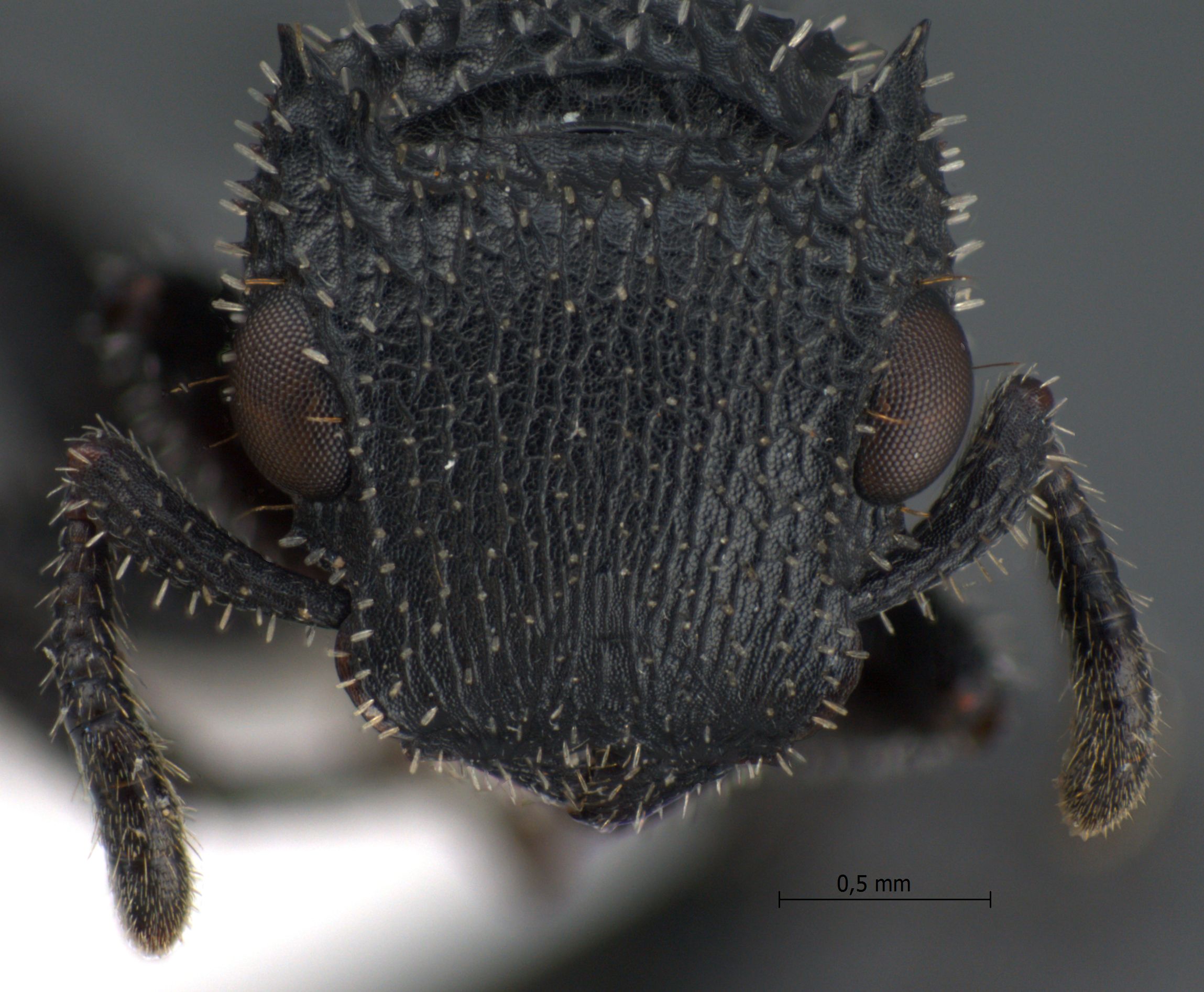 Cataulacus horridus frontal