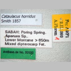 Cataulacus horridus Smith, 1857 label